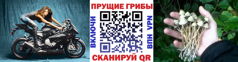 Псилоцибиновые грибы Cubensis Добрянка